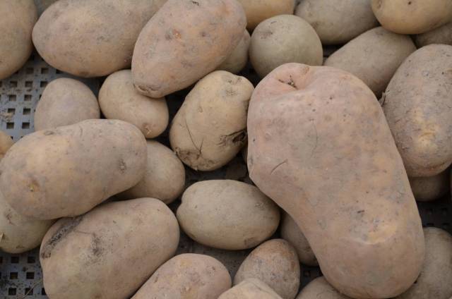 POMME DE TERRE MONA LISA