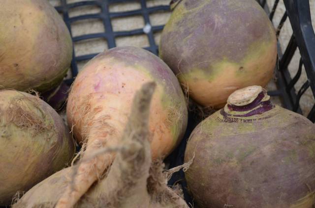 RUTABAGA