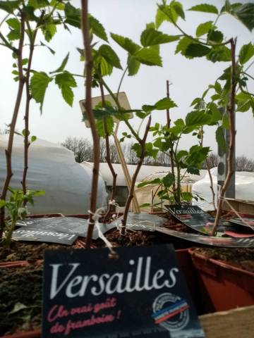 FRAMBOISIER VERSAILLES