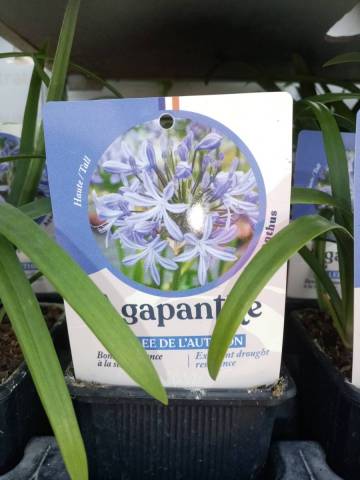 AGAPANTHE