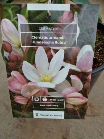 CLEMATITE ARMANDI