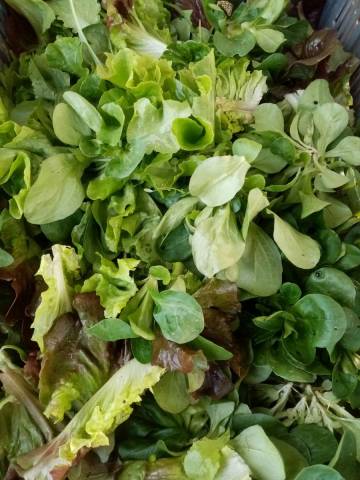 MESCLUN