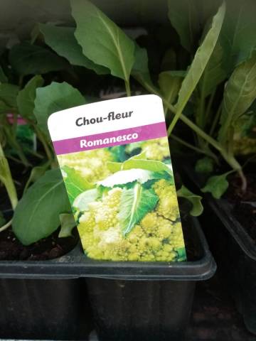 CHOU ROMANESCO