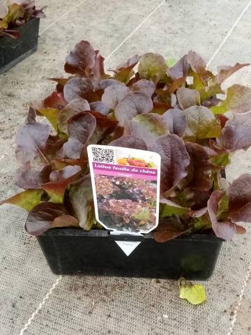 FEUILLE DE CHENE ROUGE