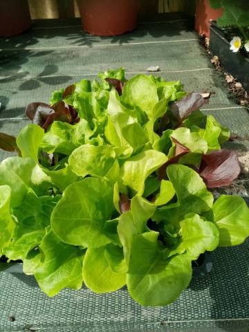 SALADE MELANGE