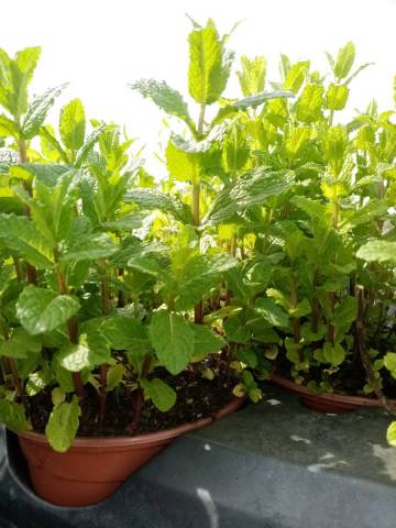 MENTHE MAROCAINE