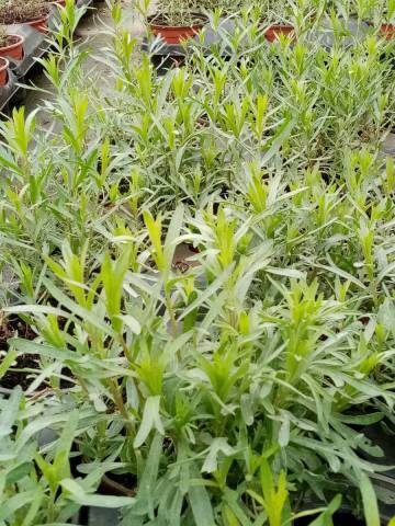 ESTRAGON