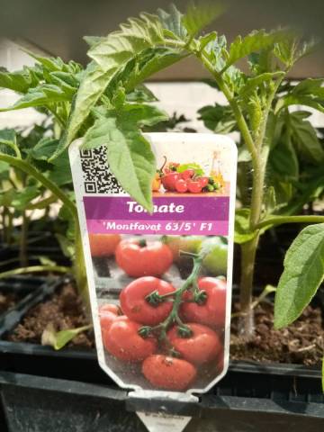 'MONTFAVET' godet de 8cm
