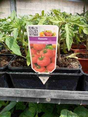 CARMELLO godet de 8cm
