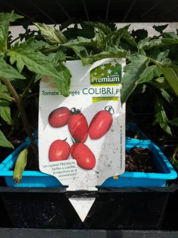 COLIBRI godet de 8cm