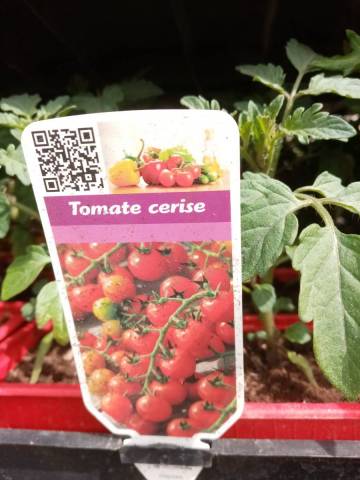 TOMATE CERISE ROUGE 'CROKINI'godet de 8cm