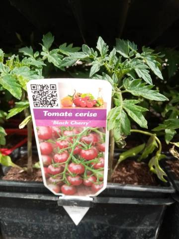 TOMATE CERISE NOIRE 'BLACK CHERRY' godet de 8cm