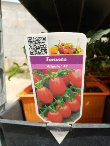 TOMATE CERISE ROUGE 'ALIGOTE' godet de 8cm