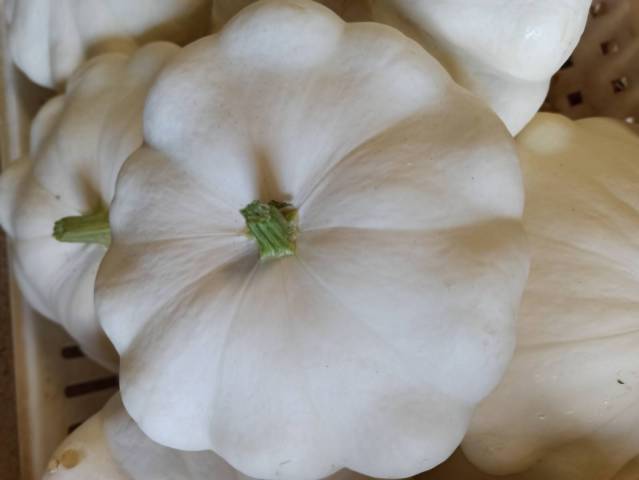 COURGE PATISSON