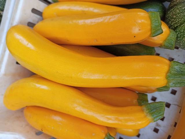 COURGETTE JAUNE LONGUE