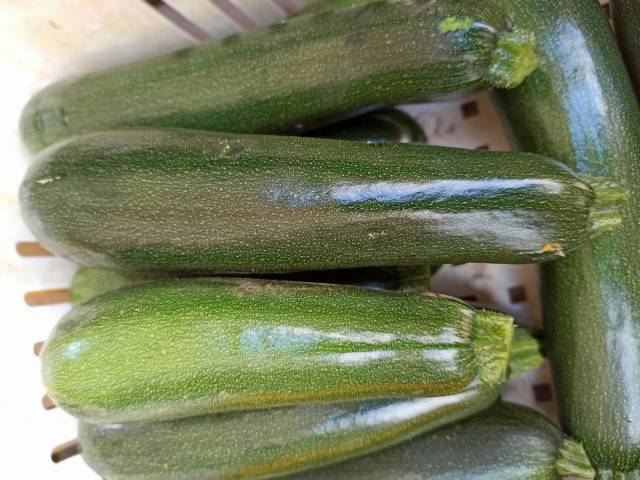 COURGETTE VERTELONGUE