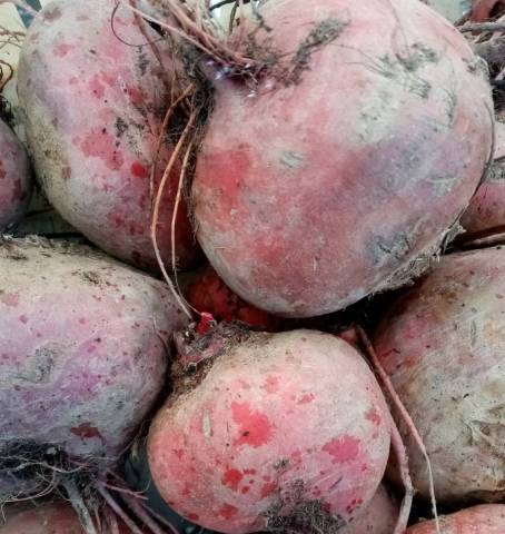 BETTERAVE CHIOGGIA 