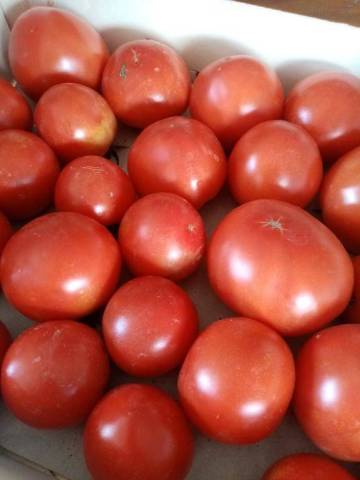 TOMATES RONDES ROUGES
