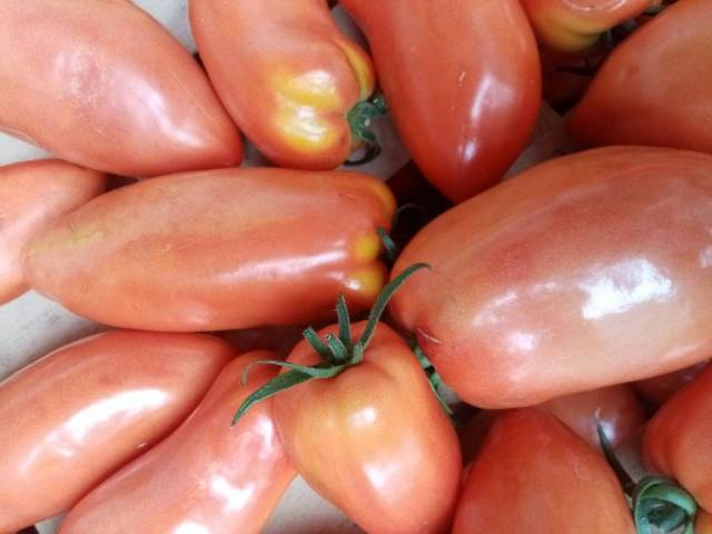 TOMATES ANCIENNES