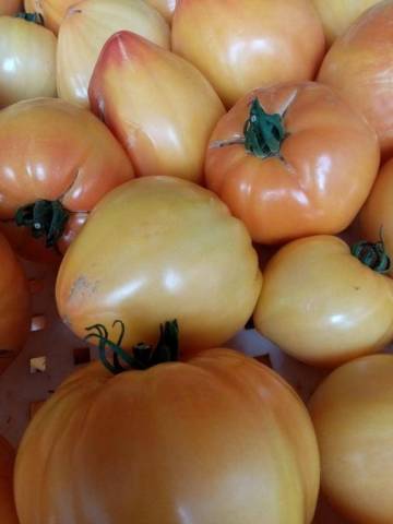 TOMATE ANCIENNE