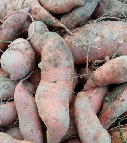 PATATES DOUCES