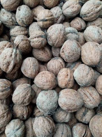 NOIX FRAICHES